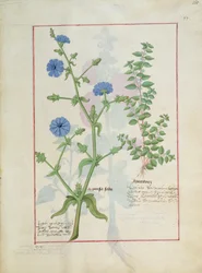 Illustration du Livre des Simples Médecines par Mattheaus Platearius 160r